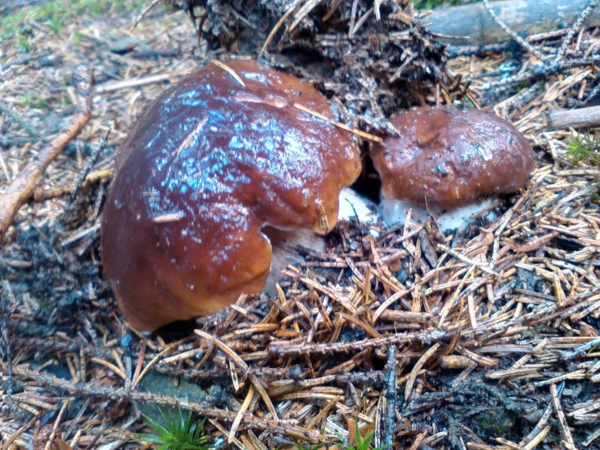 הוילה Horní Polubný Sirovka מראה חיצוני תמונה